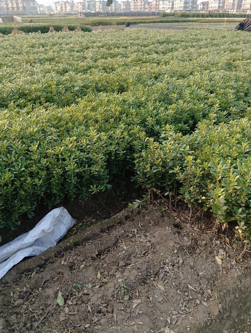 海桐的繁殖方式的简单介绍-第4张图片-优品飞百科