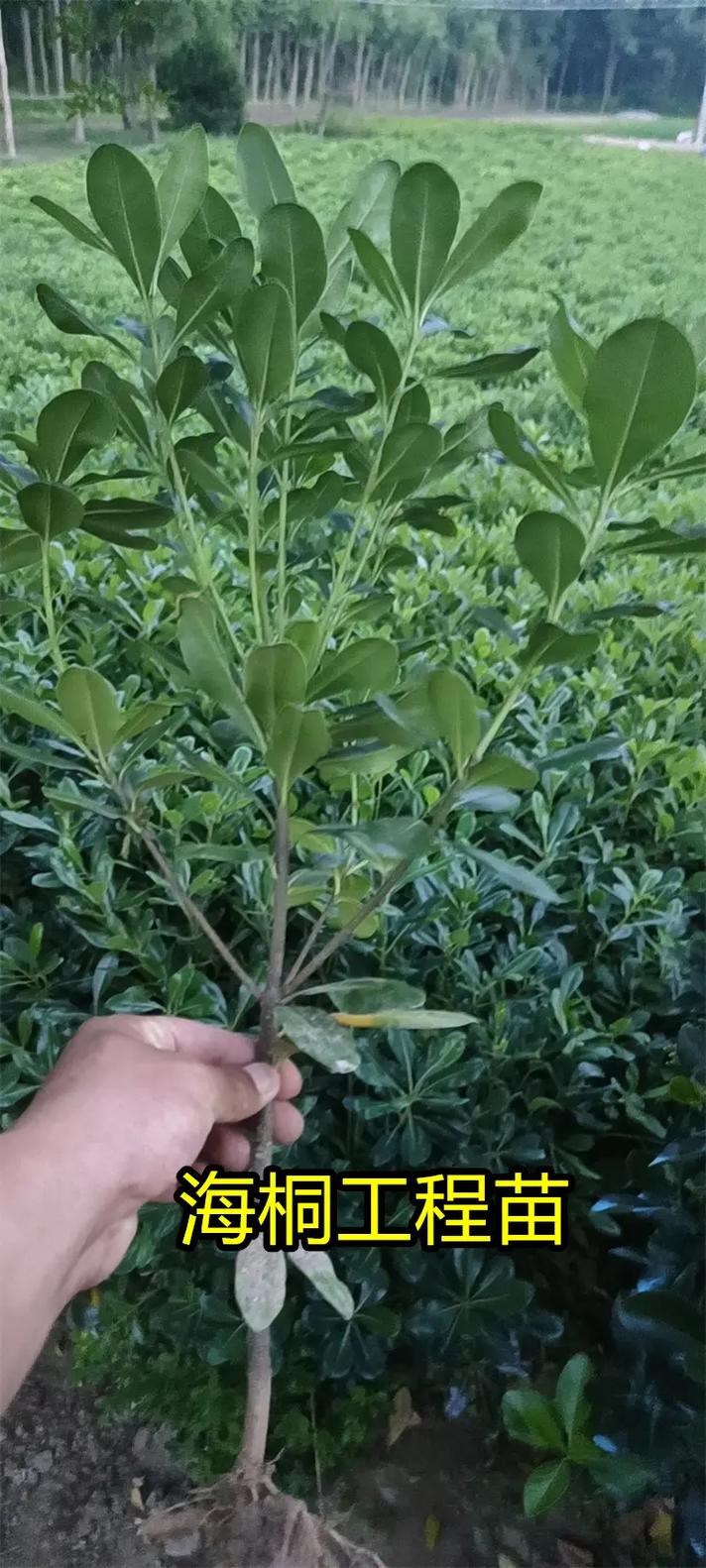 海桐的繁殖方式的简单介绍-第5张图片-优品飞百科