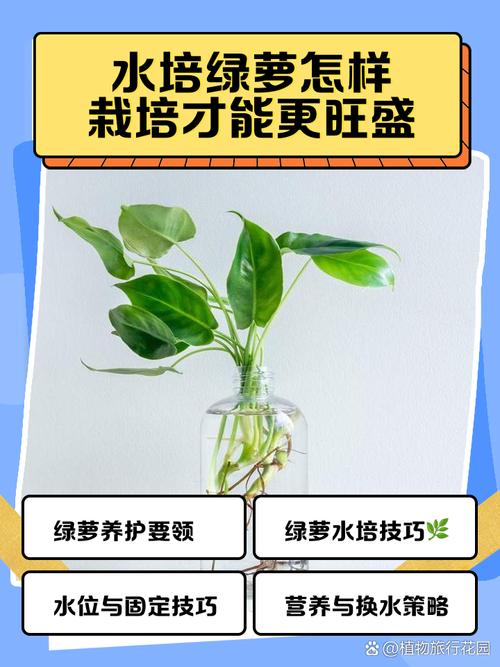 水培绿萝怎么养好看，水培绿萝怎么养才能更旺盛培？