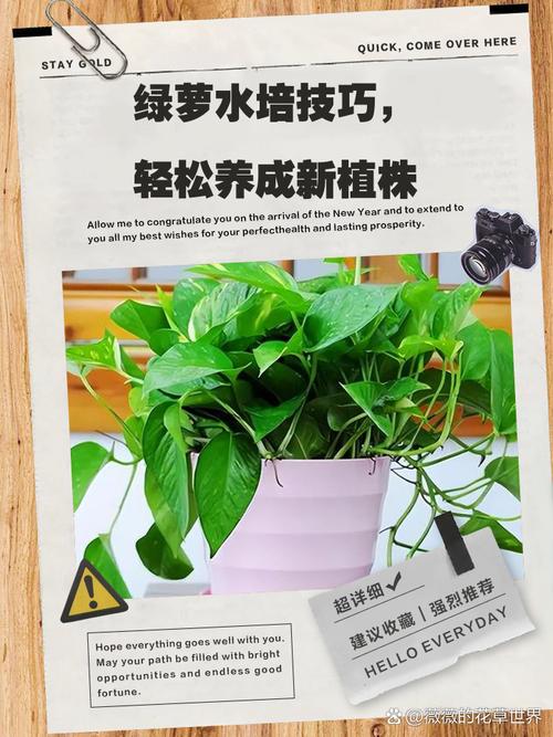 水培绿萝怎么养好看，水培绿萝怎么养才能更旺盛培？-第3张图片-优品飞百科