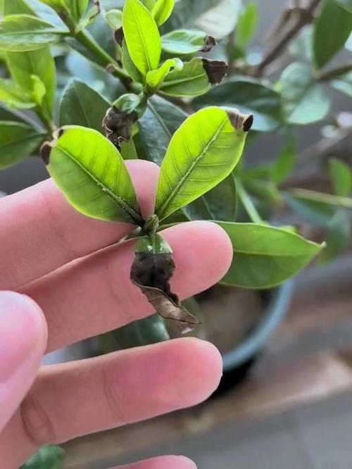 栀子花叶子干枯怎么办？栀子花黄叶怎么办快速补救？