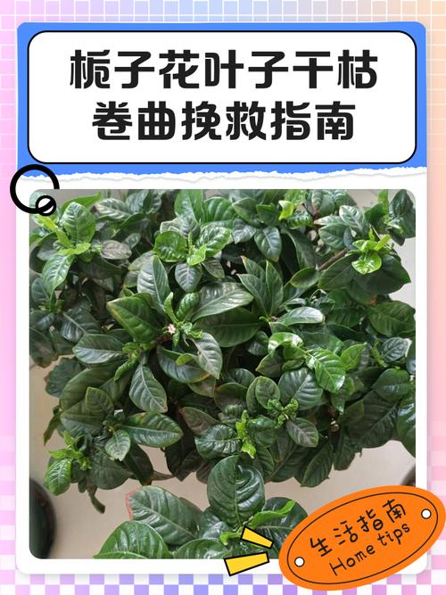 栀子花叶子干枯怎么办？栀子花黄叶怎么办快速补救？-第2张图片-优品飞百科