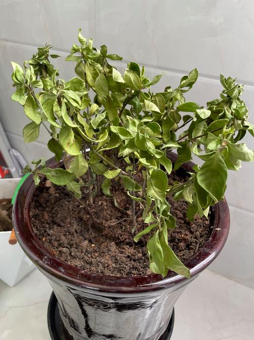 栀子花叶子干枯怎么办？栀子花黄叶怎么办快速补救？-第4张图片-优品飞百科