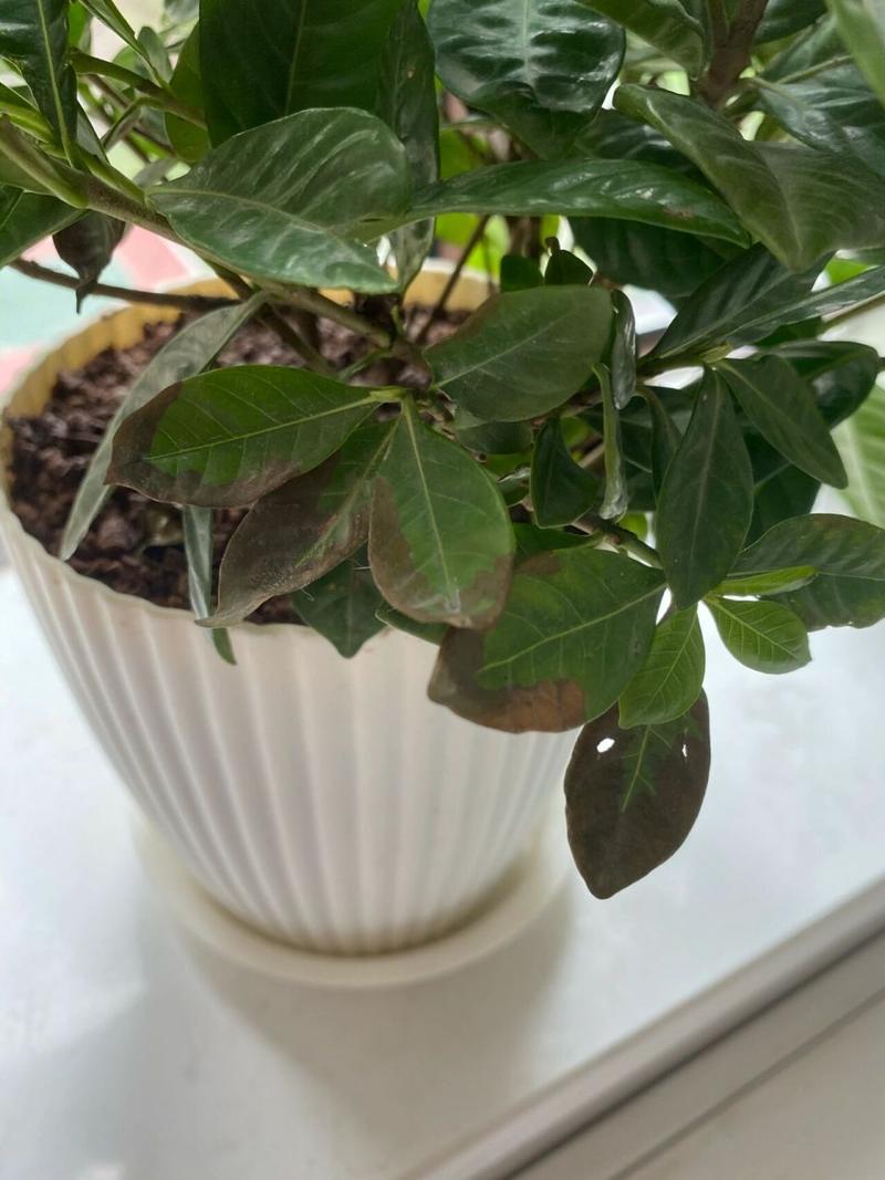 栀子花叶子干枯怎么办？栀子花黄叶怎么办快速补救？-第5张图片-优品飞百科