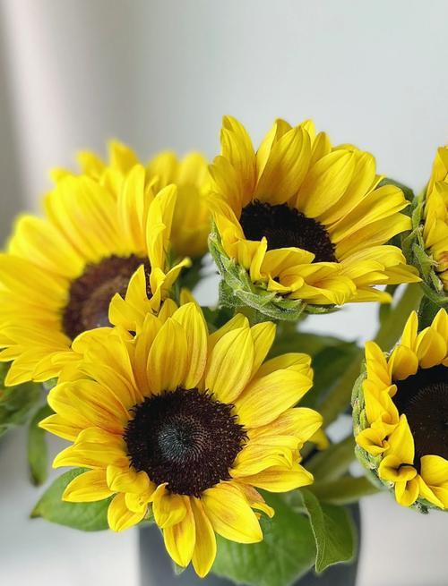 向日葵种植时间和方法，向日葵种植时间和方法南方？