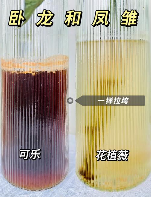 向日葵种植时间和方法,向日葵种植时间和方法南方?-第2张图片-优品飞百科 向日葵种植时间和方法,向日葵种植时间和方法南方?-第2张图片-优品飞百科