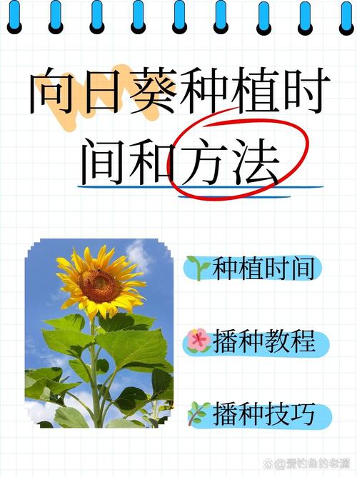 向日葵种植时间和方法,向日葵种植时间和方法南方?-第3张图片-优品飞百科 向日葵种植时间和方法,向日葵种植时间和方法南方?-第3张图片-优品飞百科