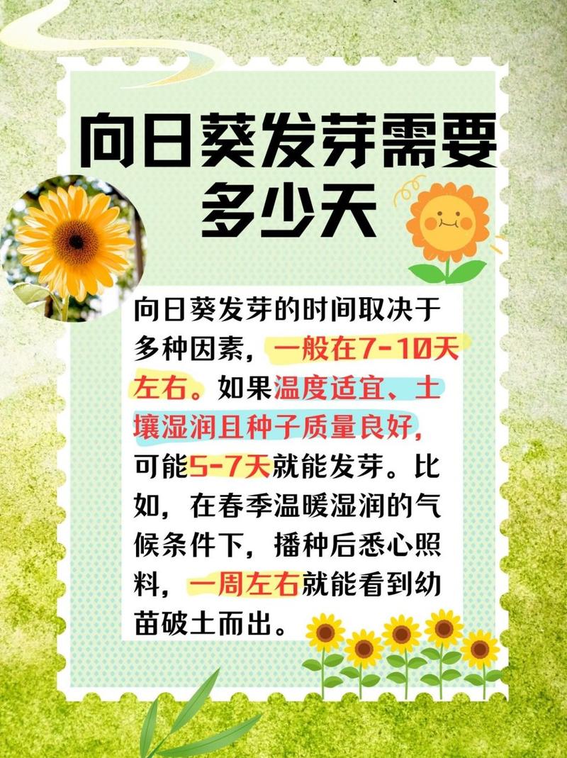 向日葵种植时间和方法,向日葵种植时间和方法南方?-第6张图片-优品飞百科 向日葵种植时间和方法,向日葵种植时间和方法南方?-第6张图片-优品飞百科