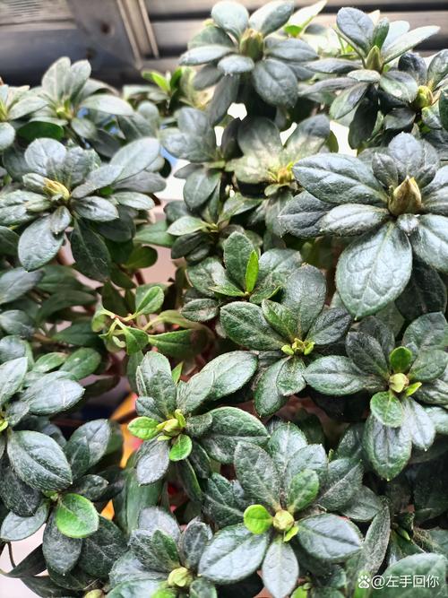 杜鹃花栽不活，杜鹃花不生长怎么回事