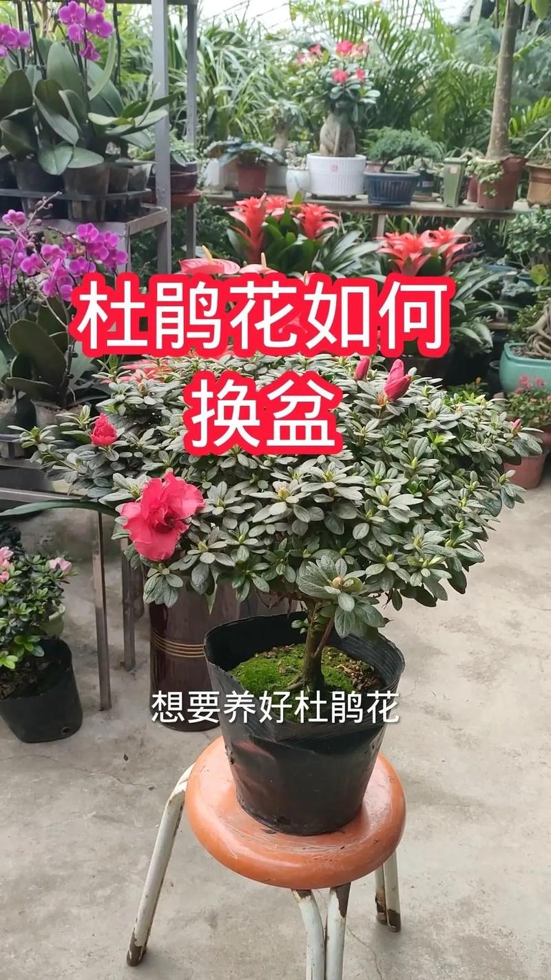 杜鹃花栽不活,杜鹃花不生长怎么回事-第3张图片-优品飞百科 杜鹃花栽不活,杜鹃花不生长怎么回事-第3张图片-优品飞百科