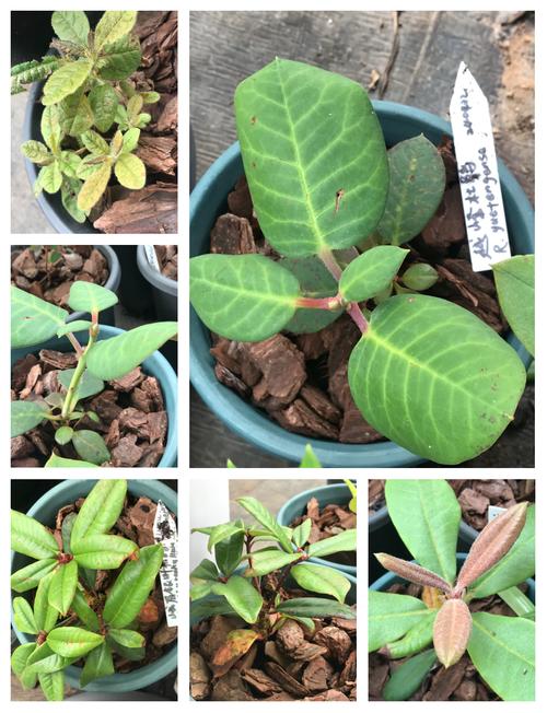 杜鹃花栽不活,杜鹃花不生长怎么回事-第4张图片-优品飞百科 杜鹃花栽不活,杜鹃花不生长怎么回事-第4张图片-优品飞百科