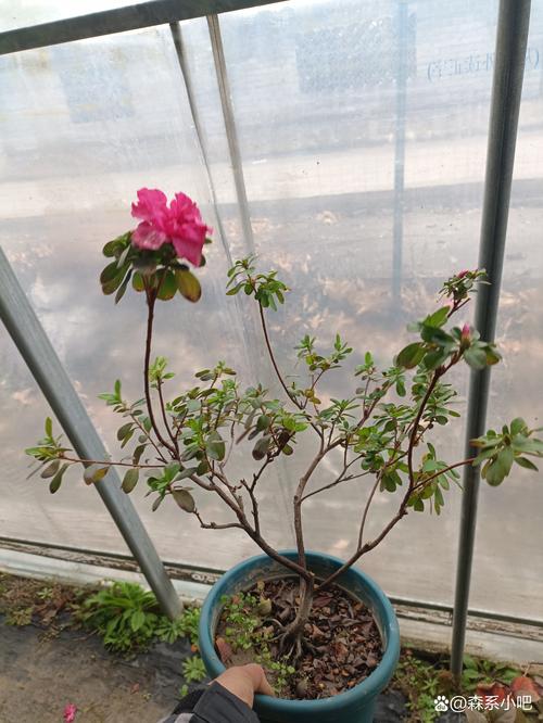 杜鹃花栽不活,杜鹃花不生长怎么回事-第5张图片-优品飞百科 杜鹃花栽不活,杜鹃花不生长怎么回事-第5张图片-优品飞百科