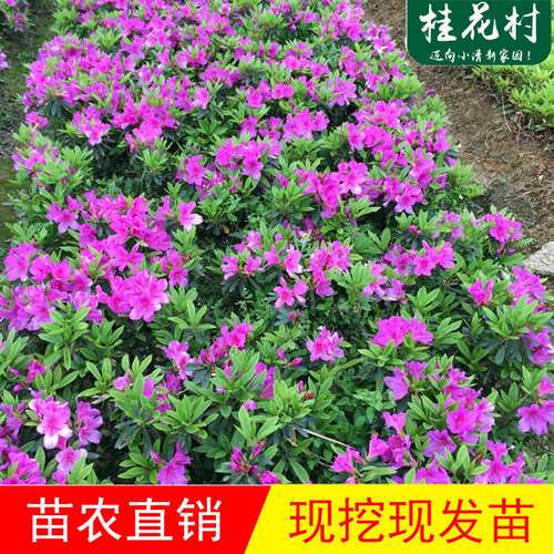 杜鹃花栽不活,杜鹃花不生长怎么回事-第6张图片-优品飞百科 杜鹃花栽不活,杜鹃花不生长怎么回事-第6张图片-优品飞百科