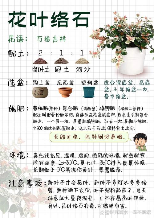 花叶络石怎么养，花叶络石怎么养叶子才会红？