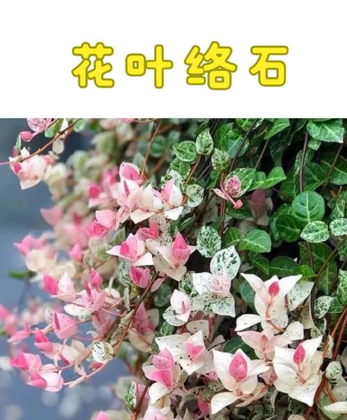 花叶络石怎么养,花叶络石怎么养叶子才会红?-第2张图片-优品飞百科 花叶络石怎么养,花叶络石怎么养叶子才会红?-第2张图片-优品飞百科