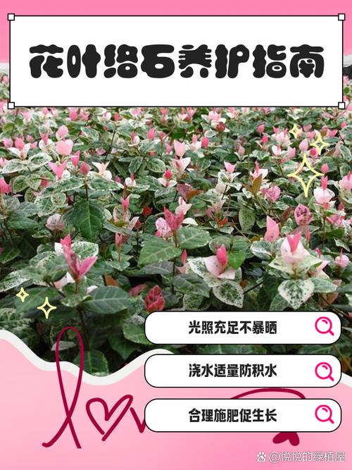 花叶络石怎么养,花叶络石怎么养叶子才会红?-第3张图片-优品飞百科 花叶络石怎么养,花叶络石怎么养叶子才会红?-第3张图片-优品飞百科