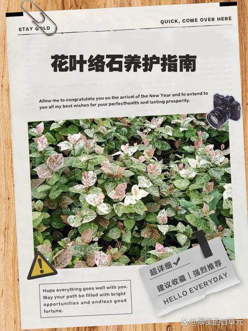 花叶络石怎么养,花叶络石怎么养叶子才会红?-第4张图片-优品飞百科 花叶络石怎么养,花叶络石怎么养叶子才会红?-第4张图片-优品飞百科