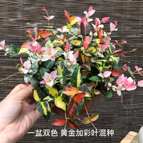花叶络石怎么养,花叶络石怎么养叶子才会红?-第5张图片-优品飞百科 花叶络石怎么养,花叶络石怎么养叶子才会红?-第5张图片-优品飞百科