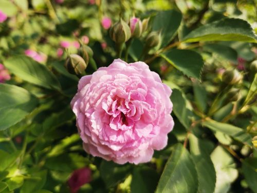 花叶络石怎么养,花叶络石怎么养叶子才会红?-第6张图片-优品飞百科 花叶络石怎么养,花叶络石怎么养叶子才会红?-第6张图片-优品飞百科