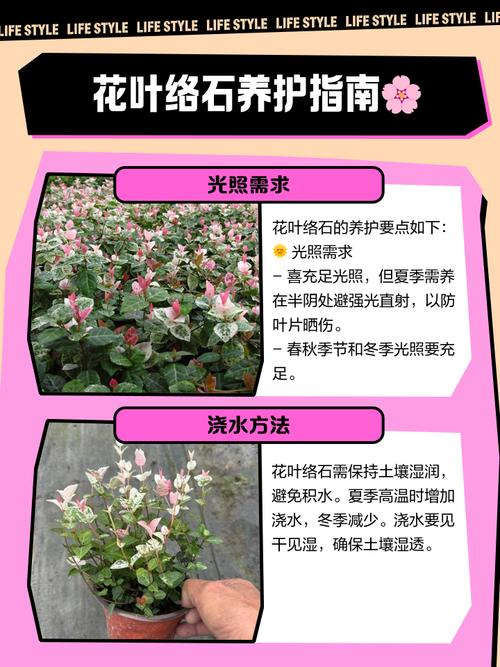 花叶络石怎么养,花叶络石怎么养叶子才会红?-第8张图片-优品飞百科 花叶络石怎么养,花叶络石怎么养叶子才会红?-第8张图片-优品飞百科