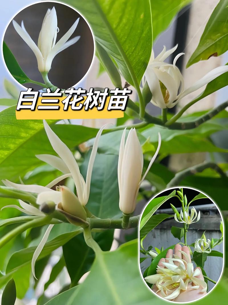白玉兰开花后怎么办？白玉兰开花过程？