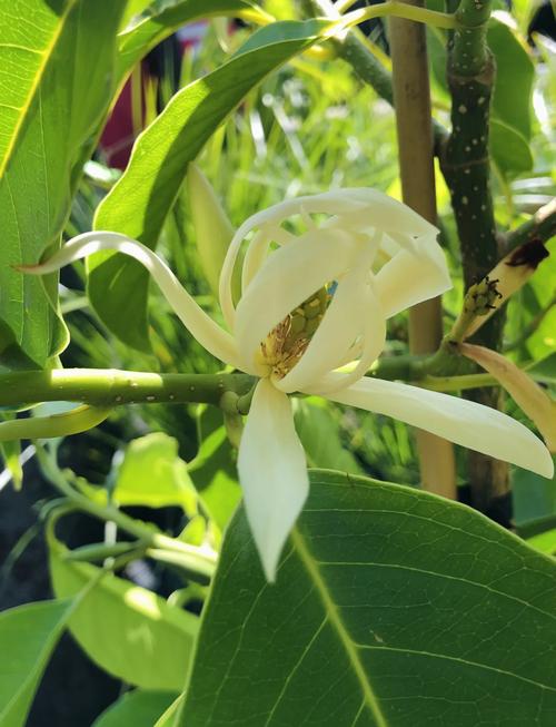 白玉兰开花后怎么办?白玉兰开花过程?-第2张图片-优品飞百科 白玉兰开花后怎么办?白玉兰开花过程?-第2张图片-优品飞百科