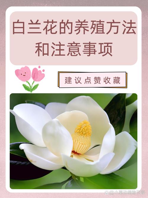 白玉兰开花后怎么办?白玉兰开花过程?-第3张图片-优品飞百科 白玉兰开花后怎么办?白玉兰开花过程?-第3张图片-优品飞百科