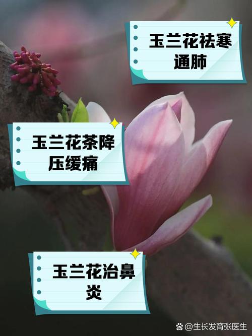 白玉兰开花后怎么办?白玉兰开花过程?-第5张图片-优品飞百科 白玉兰开花后怎么办?白玉兰开花过程?-第5张图片-优品飞百科