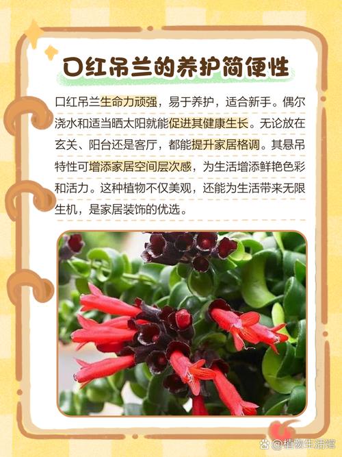 吊兰怎么换盆，刚买回来的金鱼吊兰怎么换盆？