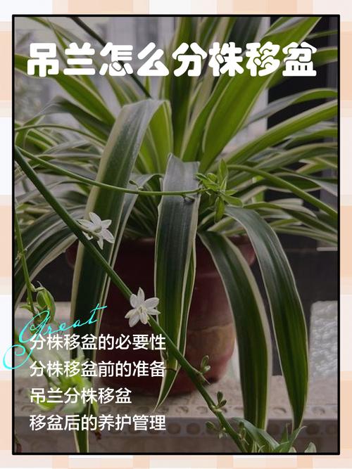 吊兰怎么换盆，刚买回来的金鱼吊兰怎么换盆？-第3张图片-优品飞百科