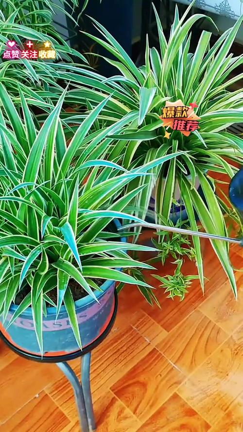 吊兰怎么换盆，刚买回来的金鱼吊兰怎么换盆？-第5张图片-优品飞百科