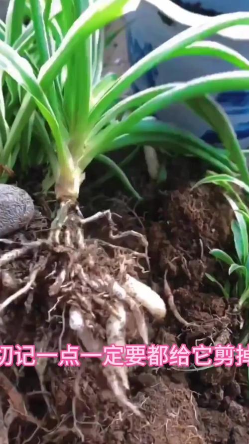 吊兰怎么换盆，刚买回来的金鱼吊兰怎么换盆？-第6张图片-优品飞百科