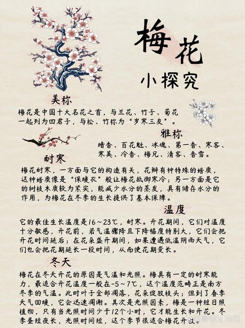 如何使梅花在元旦开花，梅花怎么才能到过年开花
