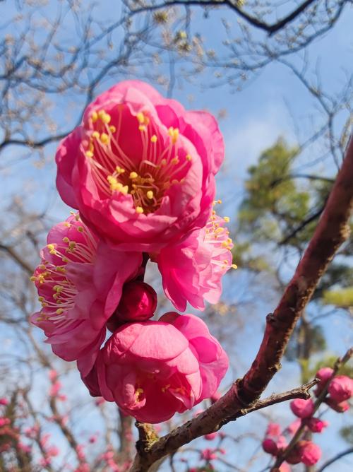 如何使梅花在元旦开花，梅花怎么才能到过年开花-第3张图片-优品飞百科