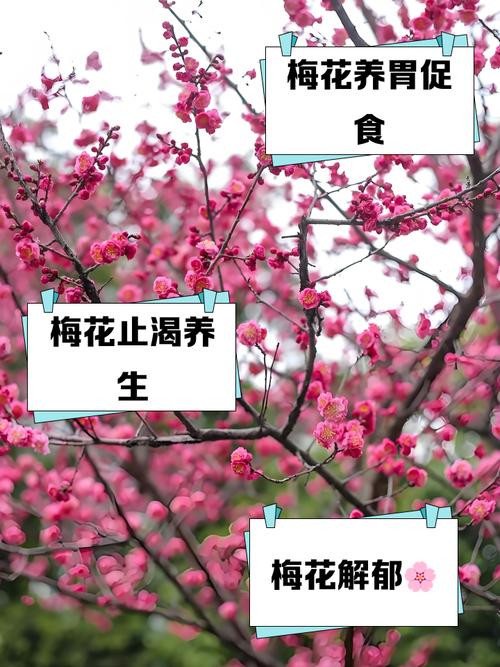 如何使梅花在元旦开花，梅花怎么才能到过年开花-第5张图片-优品飞百科