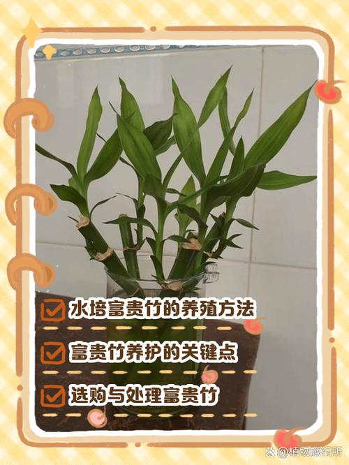 富贵竹怎么水养，竹塔富贵竹怎么水养-第2张图片-优品飞百科
