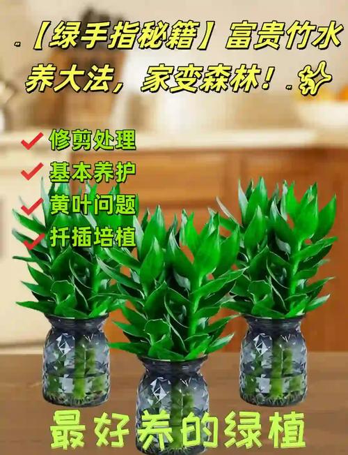 富贵竹怎么水养，竹塔富贵竹怎么水养-第3张图片-优品飞百科