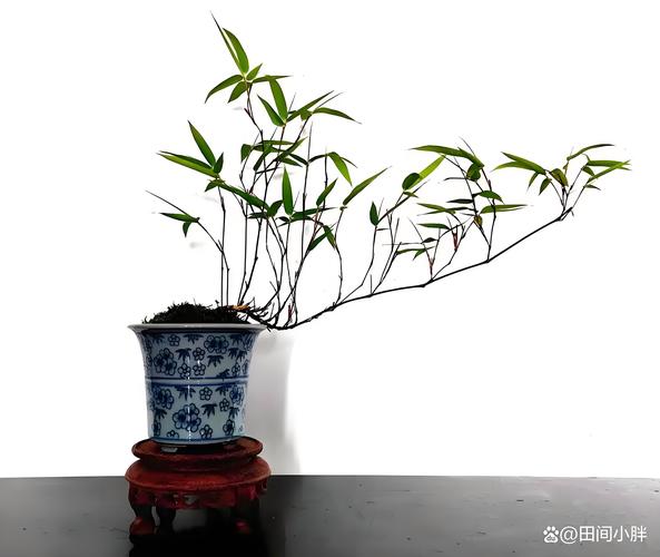 富贵竹怎么水养，竹塔富贵竹怎么水养-第4张图片-优品飞百科