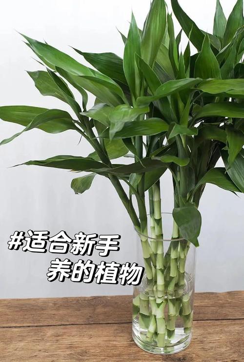 富贵竹怎么水养，竹塔富贵竹怎么水养-第5张图片-优品飞百科