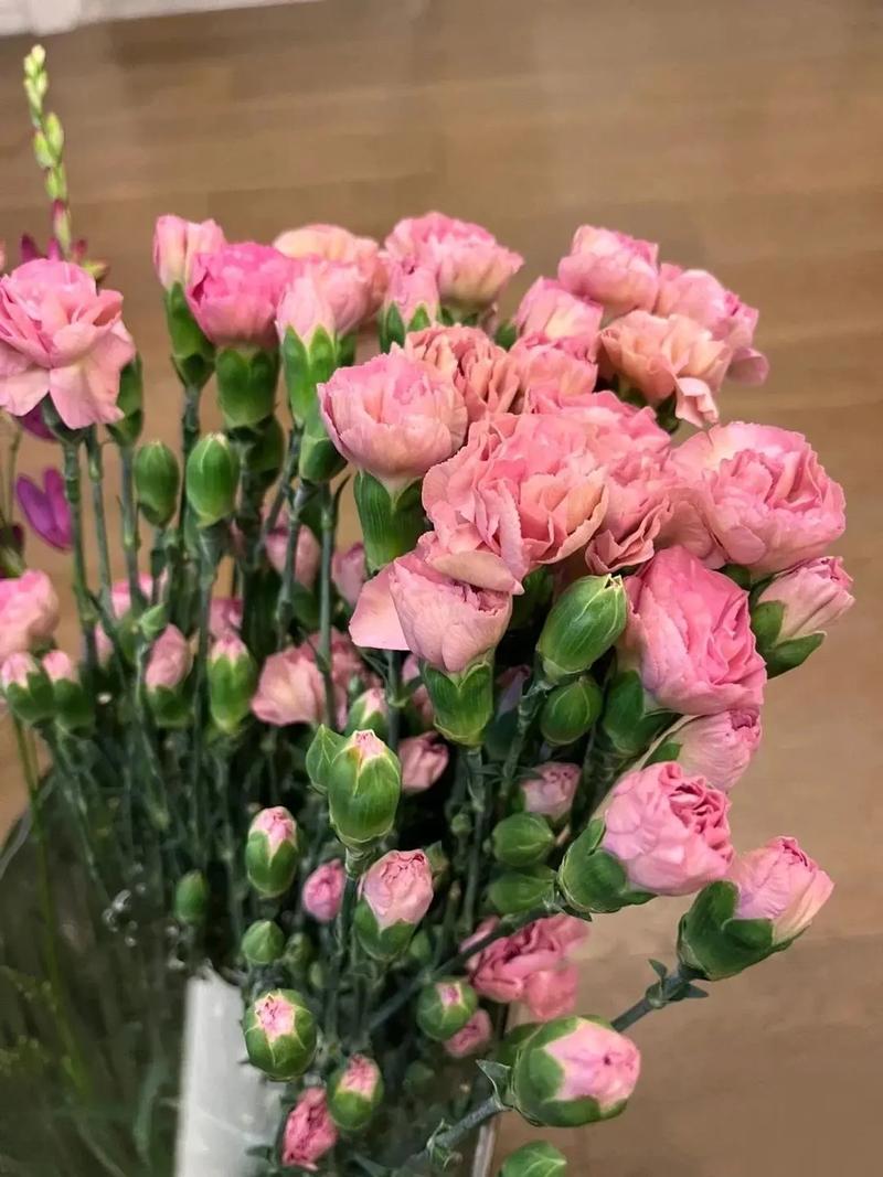 康乃馨开花时间，康乃馨开花时间几点