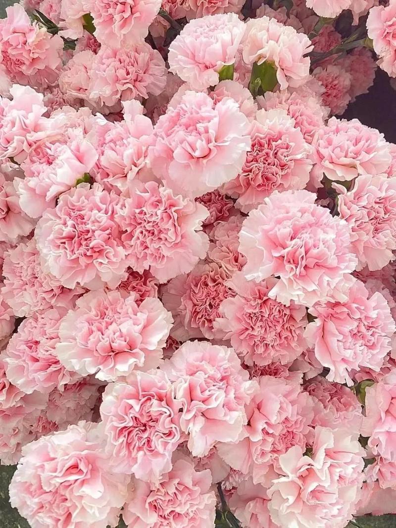 康乃馨开花时间，康乃馨开花时间几点-第3张图片-优品飞百科