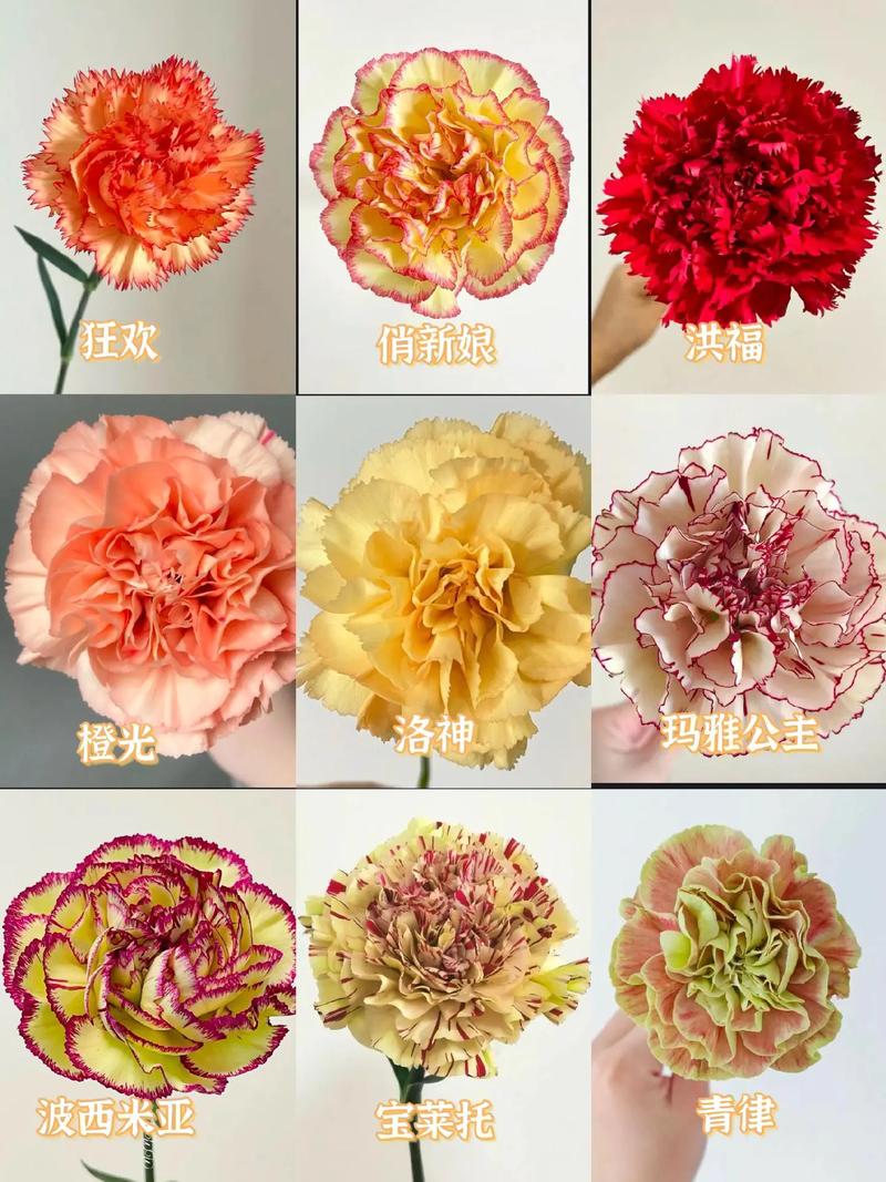 康乃馨开花时间，康乃馨开花时间几点-第4张图片-优品飞百科