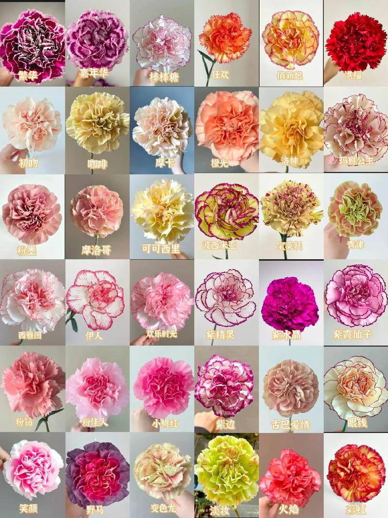 康乃馨开花时间，康乃馨开花时间几点-第5张图片-优品飞百科