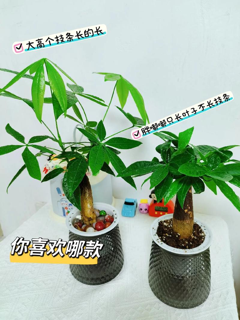 发财树怎么才能长高，发财树怎样才能长得更高?？