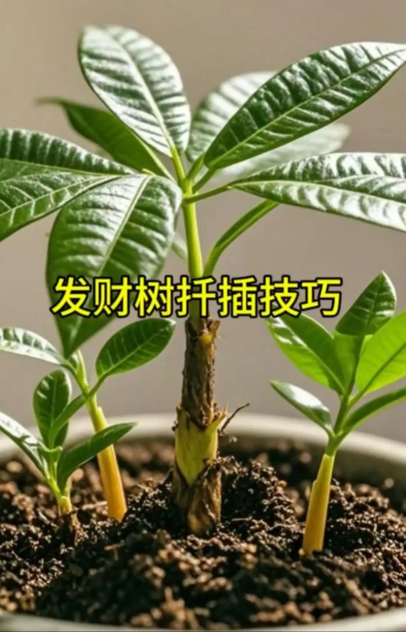 发财树怎么才能长高，发财树怎样才能长得更高?？-第4张图片-优品飞百科