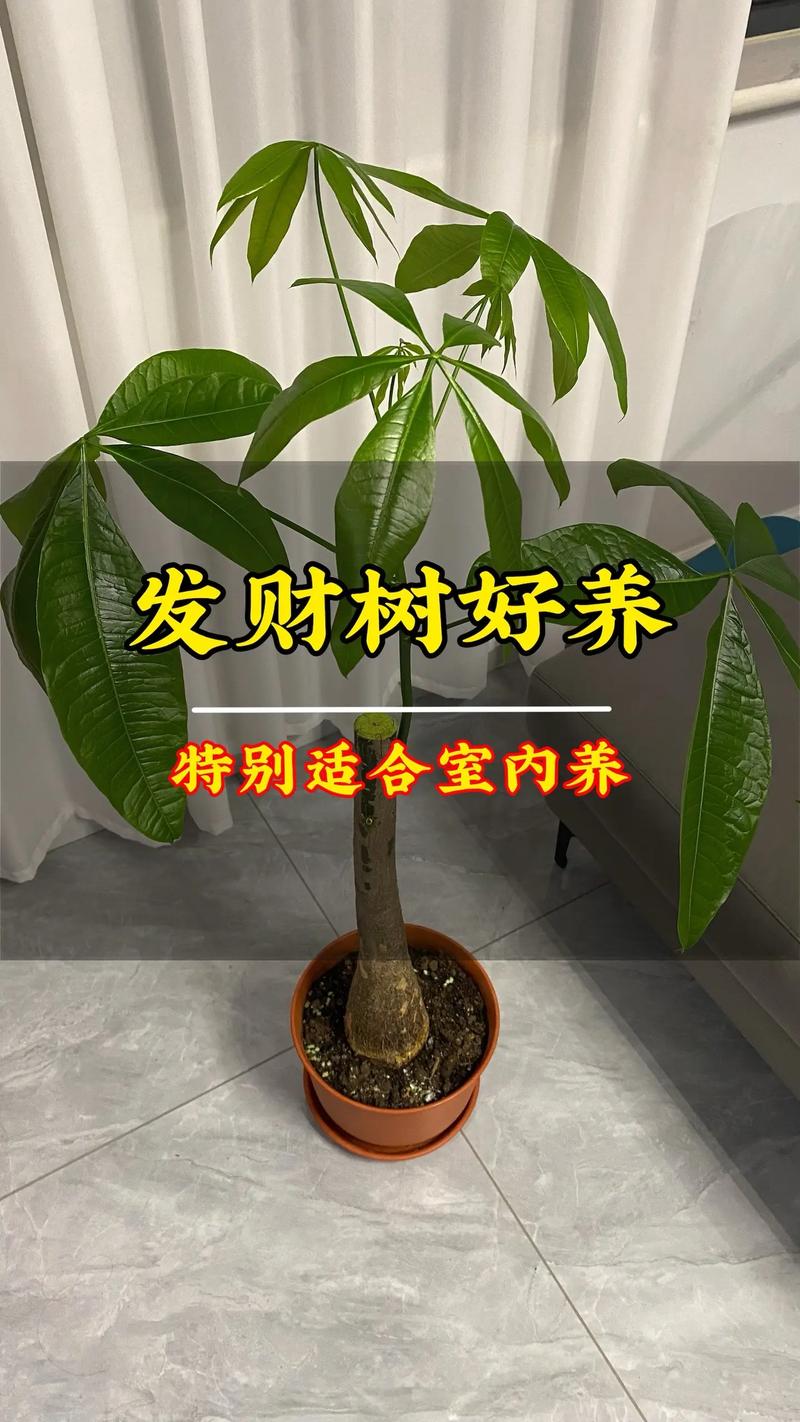 发财树怎么才能长高，发财树怎样才能长得更高?？-第5张图片-优品飞百科