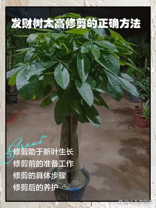 发财树怎么才能长高，发财树怎样才能长得更高?？-第6张图片-优品飞百科