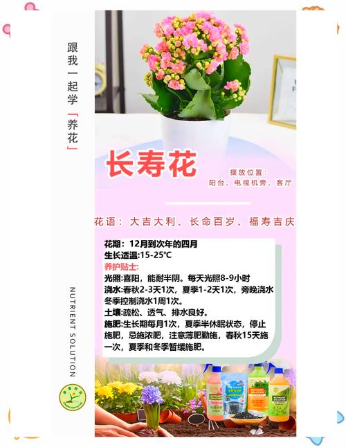 不会养长寿花，长寿花不旺盛怎样养殖