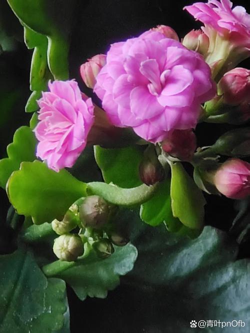 不会养长寿花，长寿花不旺盛怎样养殖-第2张图片-优品飞百科