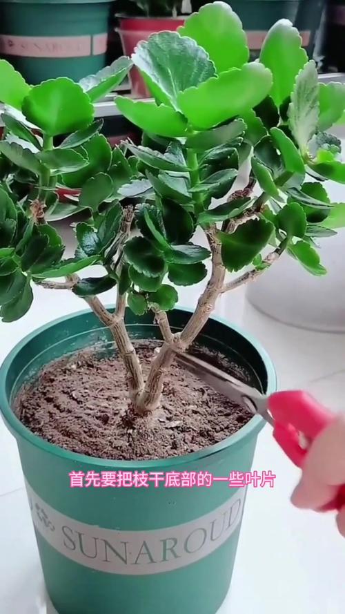 不会养长寿花，长寿花不旺盛怎样养殖-第4张图片-优品飞百科